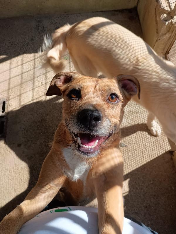 DEMI - cagnolina di 3 anni - taglia media contenuta Foto 5